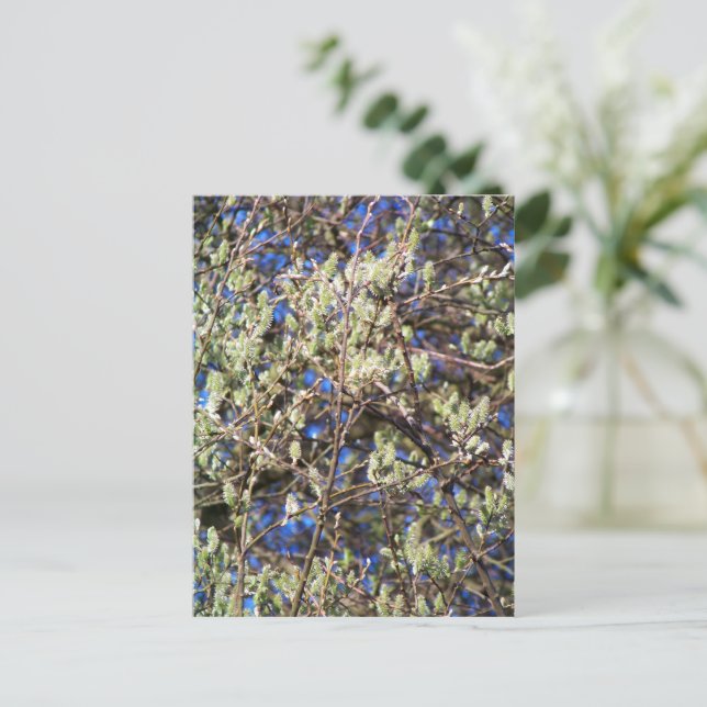 SPRING WILLOW POSTCARD (Standing Front)