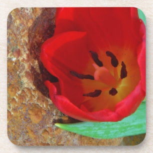 Spring yellow and Red Tulip Coaster