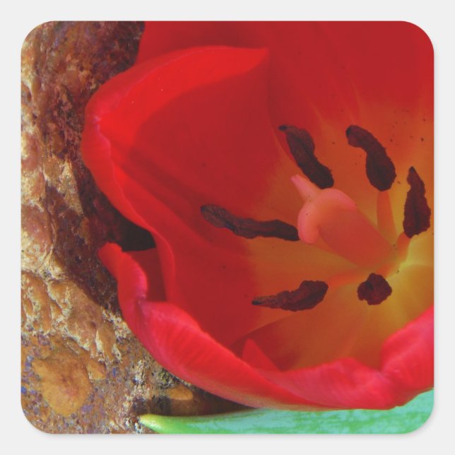 Spring yellow and Red Tulip Square Sticker (Front)