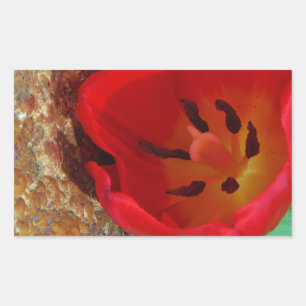 Spring yellow and Red Tulip Sticker