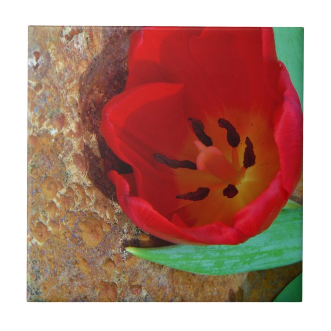Spring yellow and Red Tulip Tile (Front)