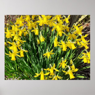 Spring Yellow Daffodils Poster