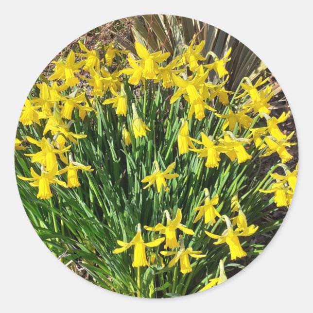 Spring Yellow Daffodils Stickers (Front)
