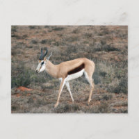 Springbok