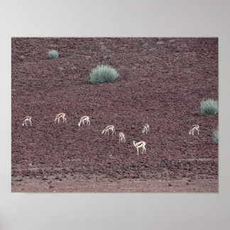 Springboks Grazing For Food, The Namib Desert. Poster