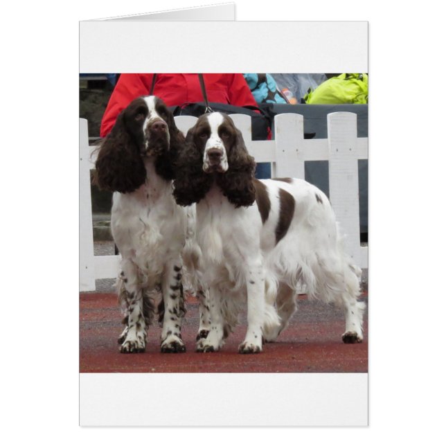 Springer_Pair lw (Devant)