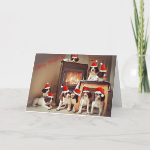 Springer Puppy Christmas Card