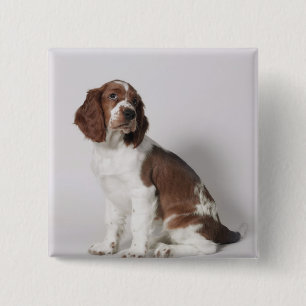 Springer spaniel 2 inch square button