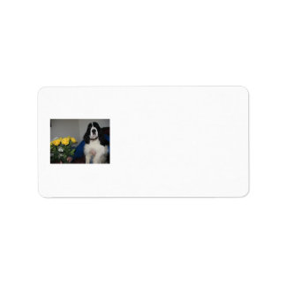 Springer Spaniel Address Labels