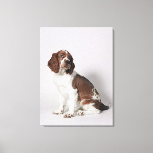 Springer spaniel canvas print (Front)
