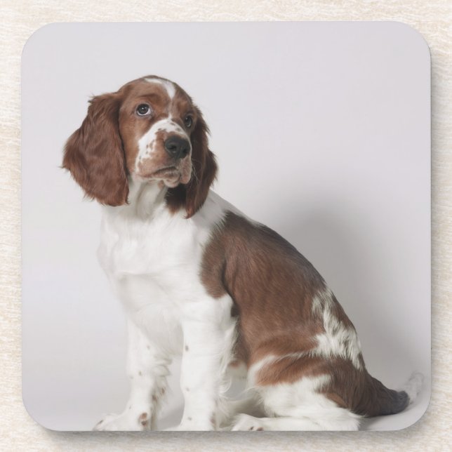 Springer spaniel coaster (Front)