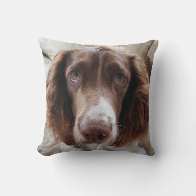 Springer spaniel cushion/springerface throw pillow (Front)