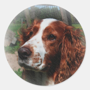 Springer Spaniel Dog Art Classic Round Sticker