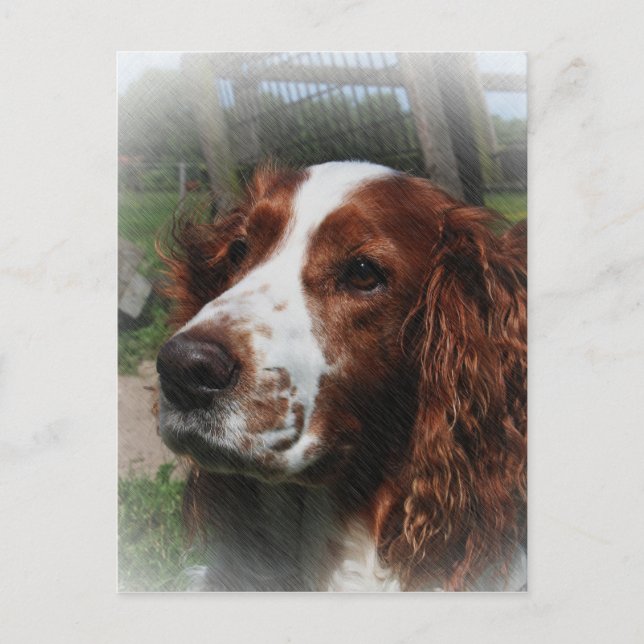 Springer Spaniel Dog Art Postcard (Front)