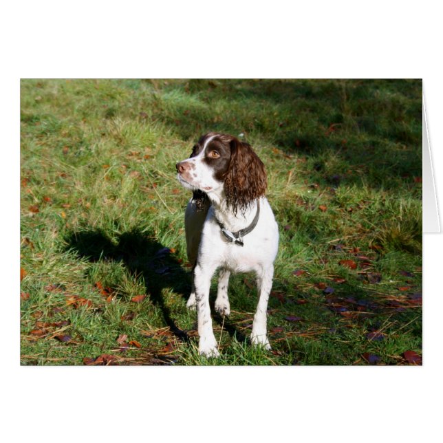 Springer Spaniel Dog  card (Front Horizontal)