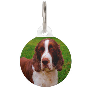 Springer Spaniel Dog. Pet Tag