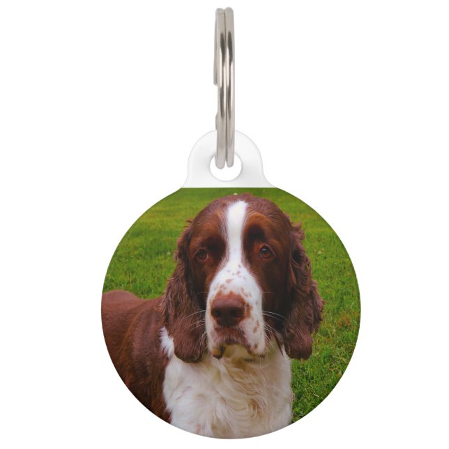 Springer Spaniel Dog. Pet Tag (Front)