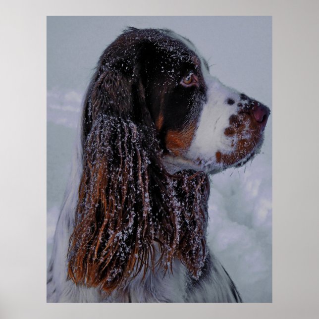 Springer Spaniel Dog Poster. Poster (Front)