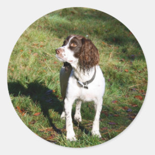 Springer Spaniel Dog  Stickers