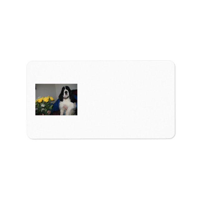 Springer Spaniel Étiquette de adresse (Devant)