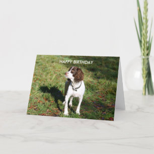 Springer Spaniel HAPPY BIRTHDAY card