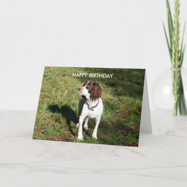 Springer Spaniel HAPPY BIRTHDAY card (Front)