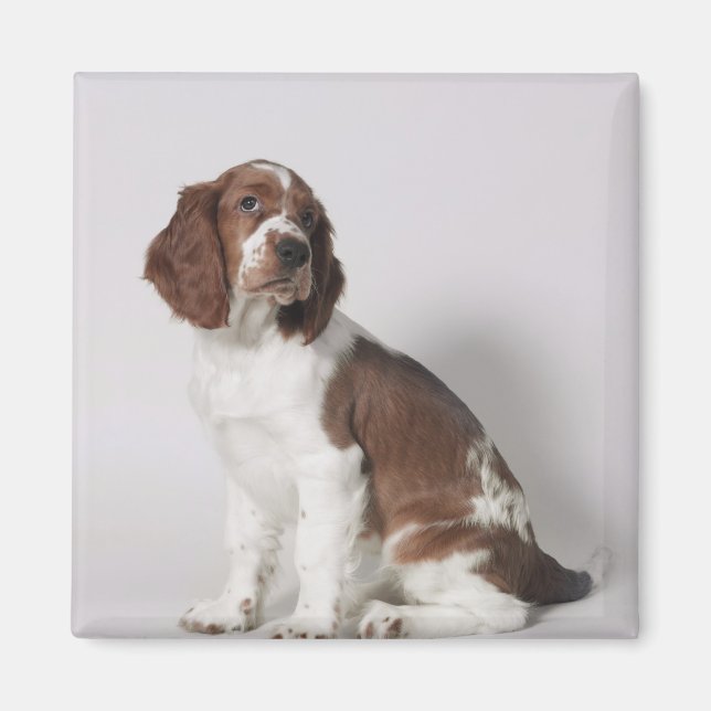 Springer spaniel magnet (Front)