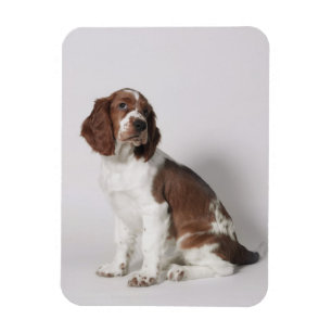 Springer spaniel magnet
