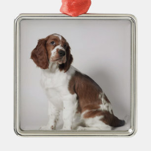 Springer spaniel metal ornament