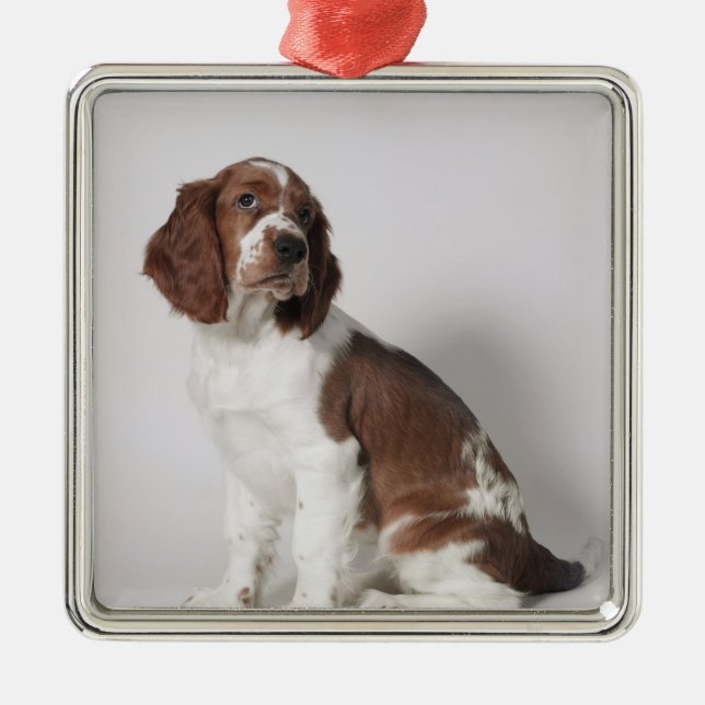 Springer spaniel metal ornament (Front)