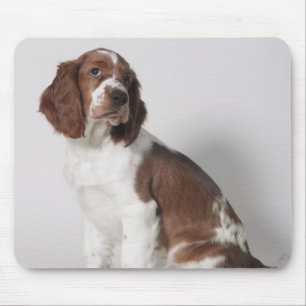 Springer spaniel mouse pad