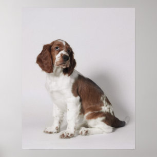 Springer spaniel poster