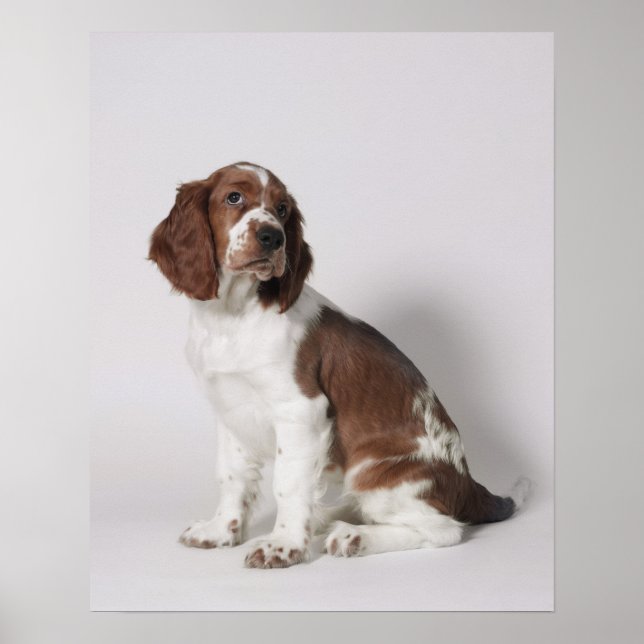Springer spaniel poster (Front)