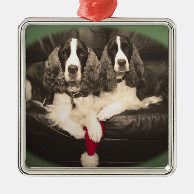 Springer Spaniels Ornament (Front)