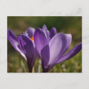 spring's back postcard