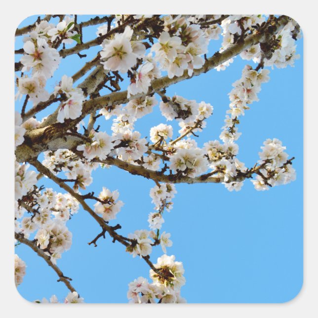 Spring's Embrace: White Blossoms Against Blue Sky Square Sticker (Front)