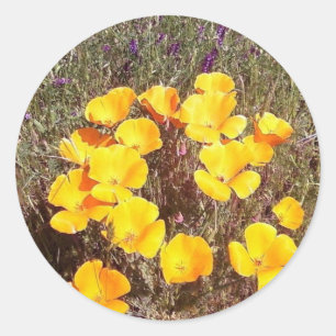 Spring's First Kiss ~ California Poppies Classic Round Sticker