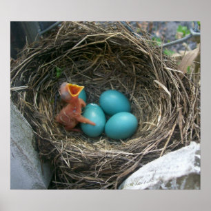 Spring's new arrival poster