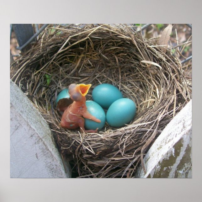 springs_new_birth_firstborn poster (Front)