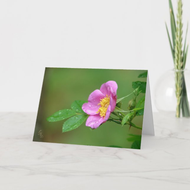 Springs Storm Beauty Wild Rose In Rain Card (Front)