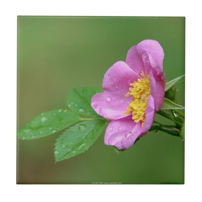 Springs Storm Beauty Wild Rose In Rain Tile (Front)