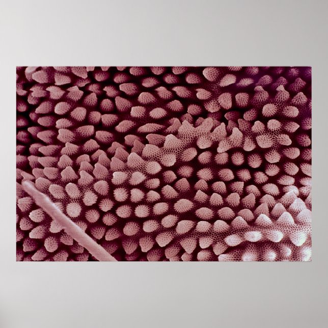 Springtail - back poster (Front)