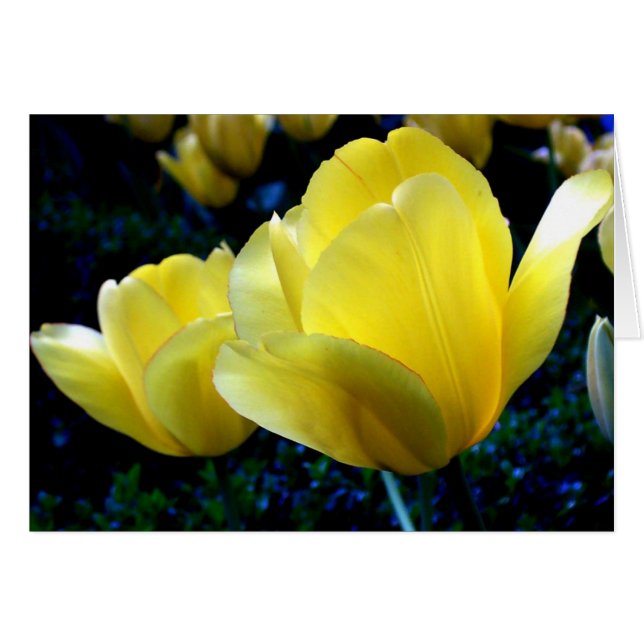 Springtime (Front Horizontal)