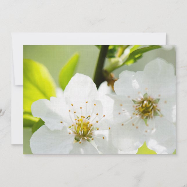 Springtime blooming (Front)