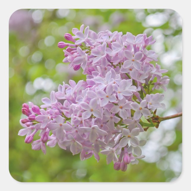Springtime Blooming Lilac Stickers (Front)