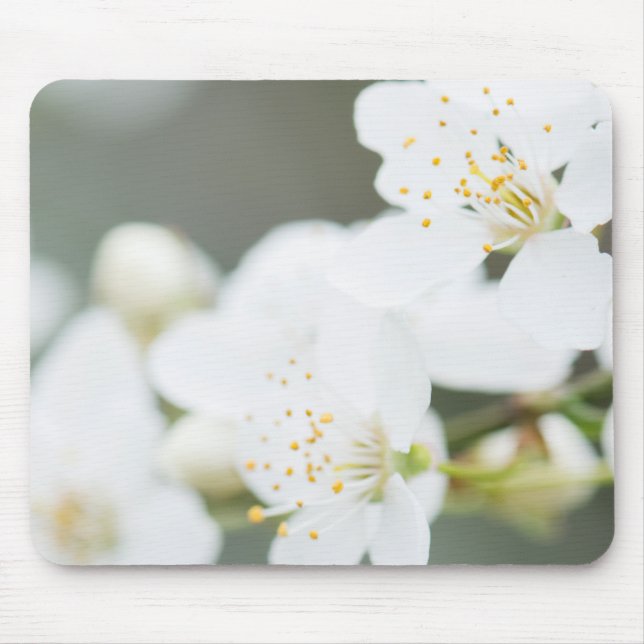 Springtime blooming mouse pad (Front)
