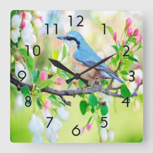 Springtime Blue Jay Square Wall Clock