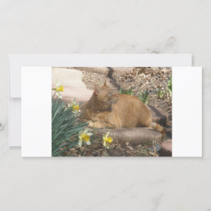 Springtime cat