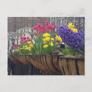 Springtime in Greeley Square NYC Flowers New York Postcard