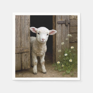 Springtime Lamb Standing In Barn Doorway Napkin